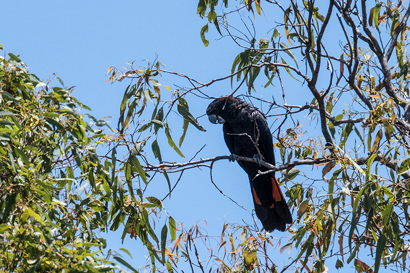 Red-tailed Black-Cockatoo, en route Barron River to Davies NP, Australia