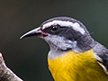 Bananaquit, Jardin de los Picaflores, Puerto Iguaz�, Argentina
