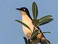 Black-capped Donacobius, Cuiab� River, Porto Jofre, Brazil