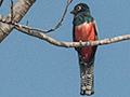 Blue-crowned Trogon, Cuiab� River, Porto Jofre, Brazil