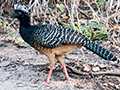 Bare-faced Curassow, Cuiab� River, Porto Jofre, Brazil