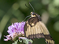 Butterflies, Iguaz� National Park, Argentina
