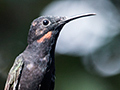 Immature Black Jacobin, Jardin de los Picaflores, Puerto Iguaz�, Argentina