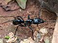 Bullet Ant, Iguaz� National Park, Argentina