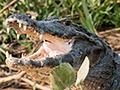 Spectacled Caiman, Cuiab� River, Porto Jofre, Brazil