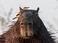 Capybara, Cuiab� River, Porto Jofre, Brazil