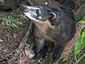 South American Coati, Iguaz� National Park, Argentina