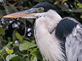 Cocoi Heron, Cuiab� River, Porto Jofre, Brazil