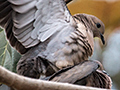 Mating Eared Doves, Foz do Igua�u, Brazil