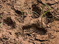 Jaguar Footprint, Iguaz� National Park, Argentina