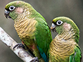 Maroon-bellied Parakeet, Parque Provincial Urugua-�, Argentina