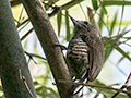 Ochre-collared Piculet, Parque Provincial Urugua-�, Argentina