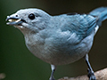 Sayaca Tanager, Jardin de los Picaflores, Puerto Iguaz�, Argentina