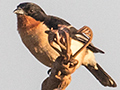 White-rumped Tanager, �gua Fria Dirt Road, Brazil