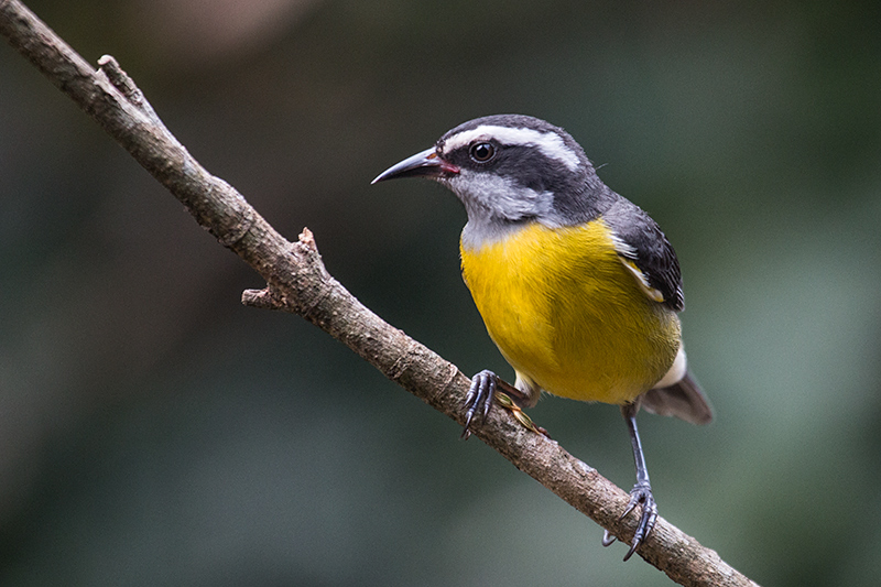 Bananaquit, Jardin de los Picaflores, Puerto Iguaz�, Argentina