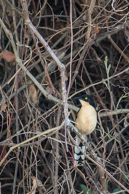 Black-capped Donacobius, Cuiabá River, Porto Jofre, Brazil