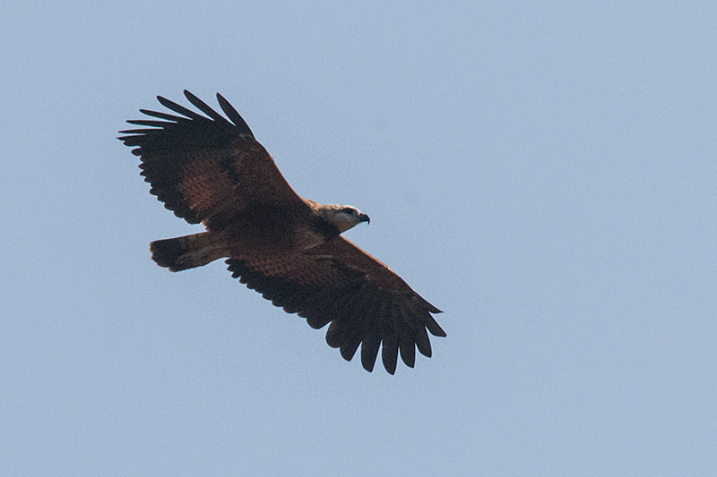 Black-collared Hawk, Piuval Lodge, Brazil