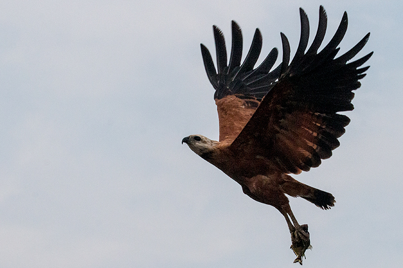 Black-collared Hawk, Pixiam River, Brazil