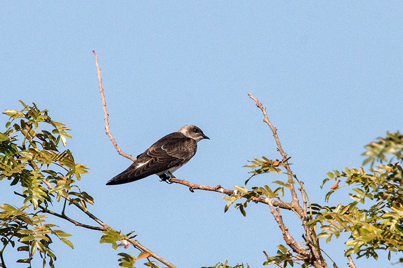 Brown-chested Martin, Cuiabá River, Porto Jofre, Brazil
