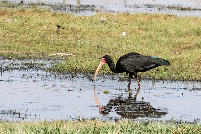 Bare-faced Ibis, Piuval Lodge, Brazil