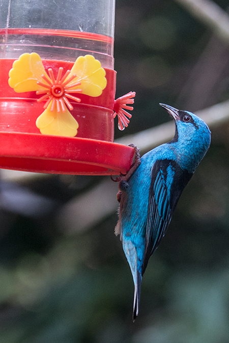 Blue Dacnis, Jardin de los Picaflores, Puerto Iguaz�, Argentina