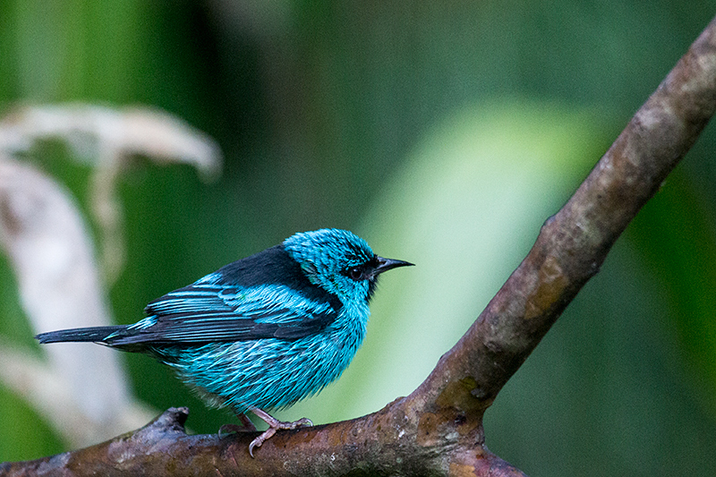 Blue Dacnis, Jonas�s Feeders, Folha Seca Road, Ubatuba, Brazil
