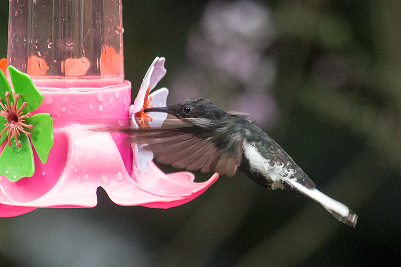 Immature Black Jacobin, Jardin de los Picaflores, Puerto Iguaz�, Argentina