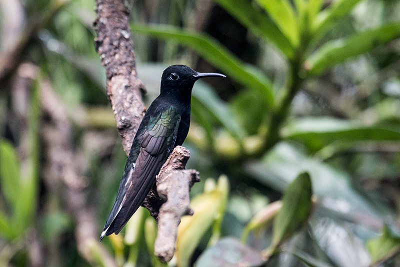 Black Jacobin, Jardin de los Picaflores, Puerto Iguaz�, Argentina
