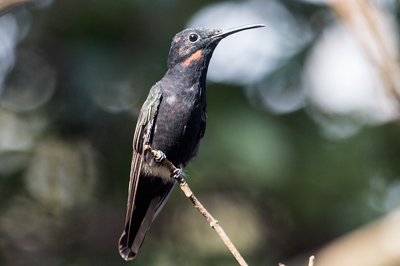 Immature Black Jacobin, Jardin de los Picaflores, Puerto Iguaz�, Argentina