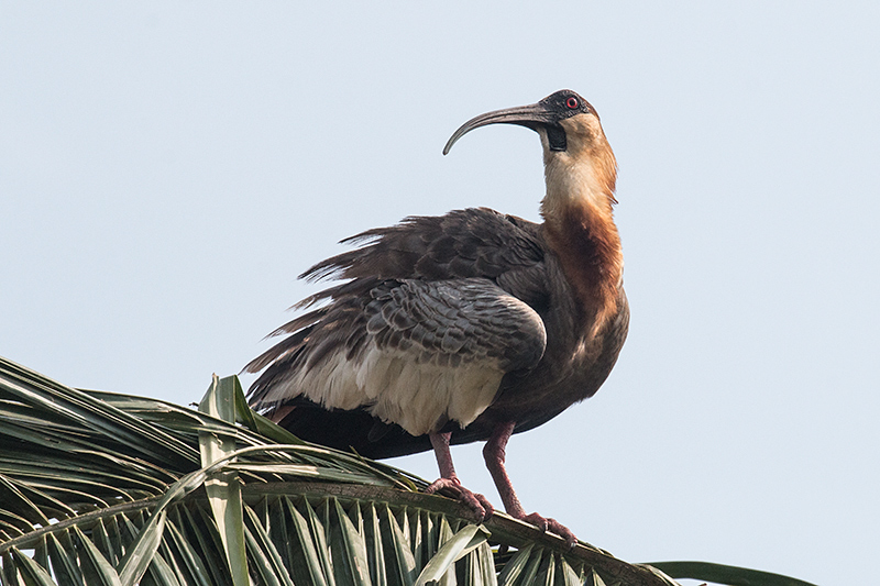 Buff-necked Ibis, Hotel Pantanal Norte, Porto Jofre, Brazil