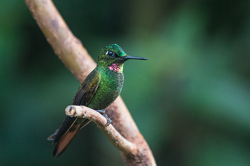 Male Brazilian Ruby, Jonas’s Feeders, Folha Seca Road, Ubatuba, Brazil