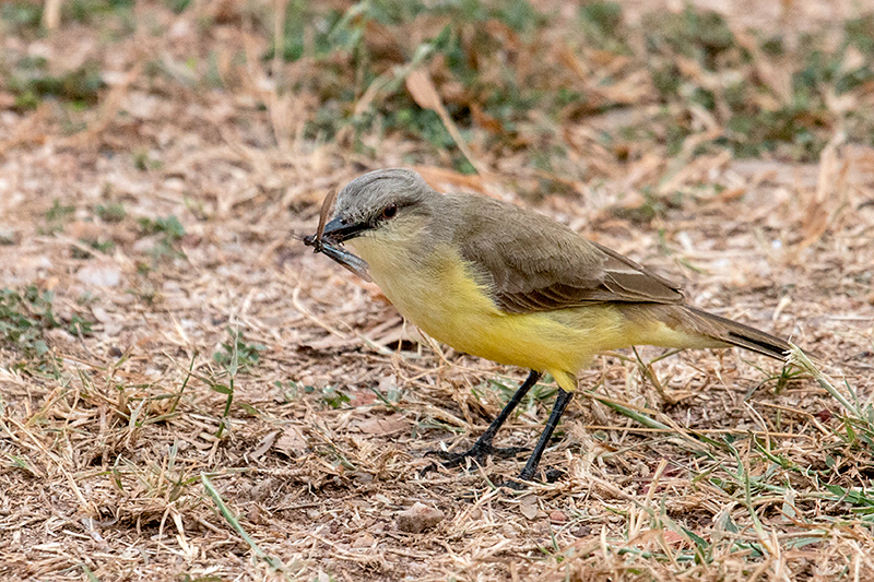 Cattle Tyrant, Piuval Lodge, Brazil