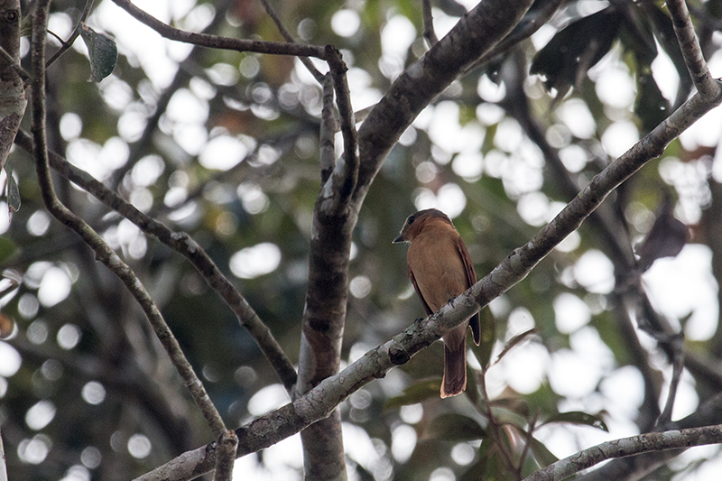 Chestnut-crowned Becard, Iguazú National Park, Argentina