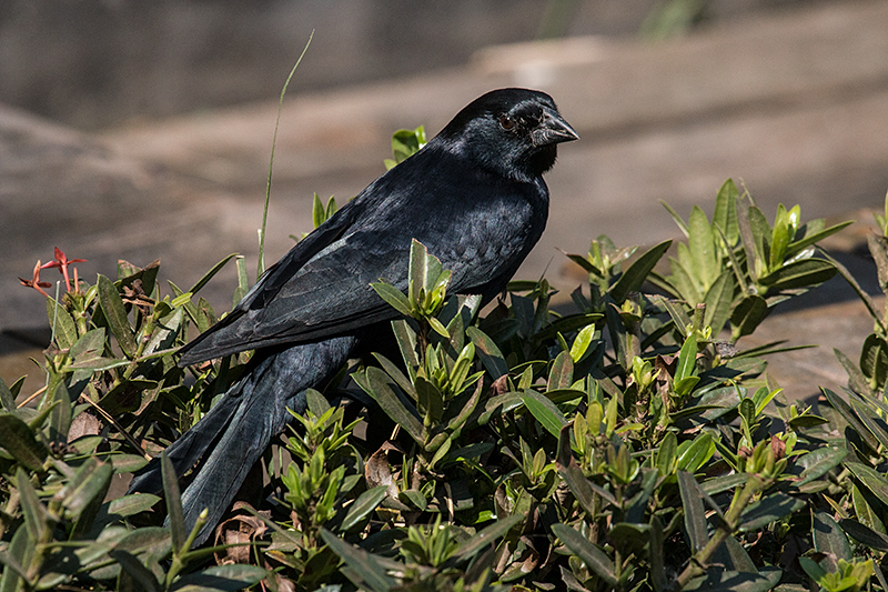 Chopi Blackbird, Piuval Lodge, Brazil