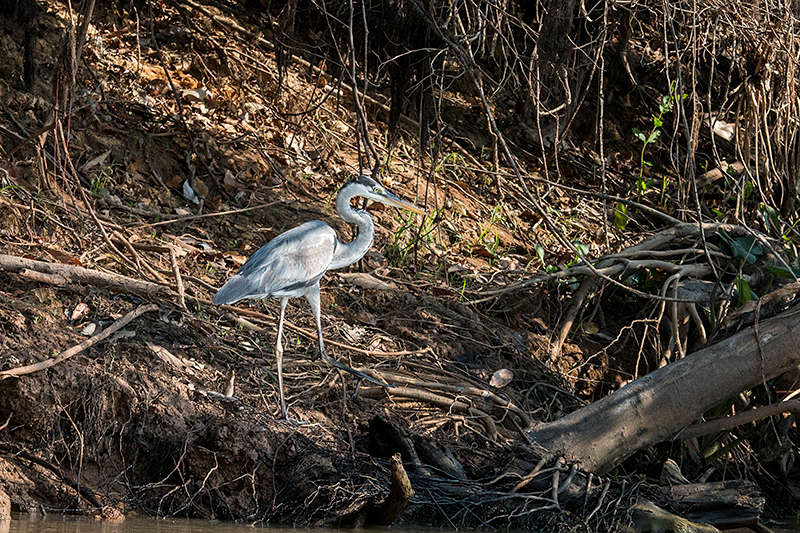 Cocoi Heron, Cuiabá River, Porto Jofre, Brazil