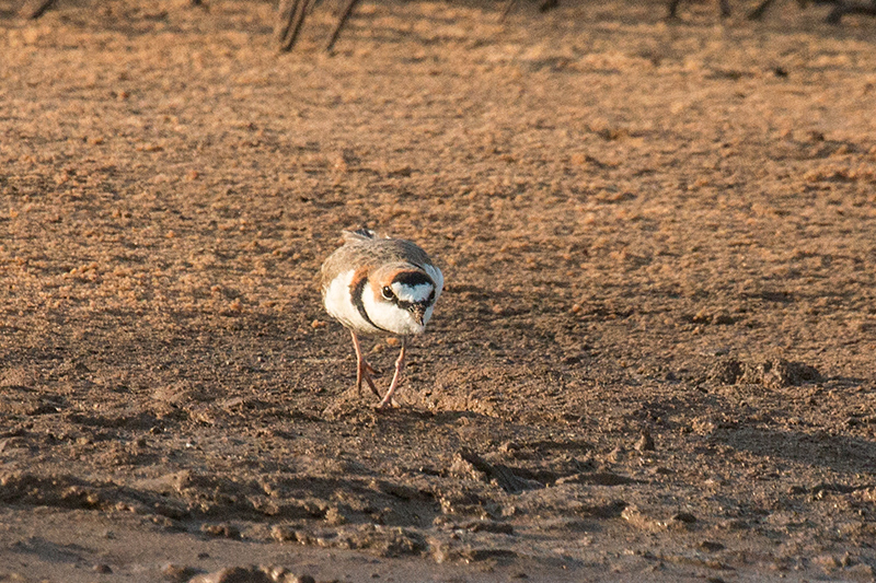 Collared Plover, Cuiab� River, Porto Jofre, Brazil 
