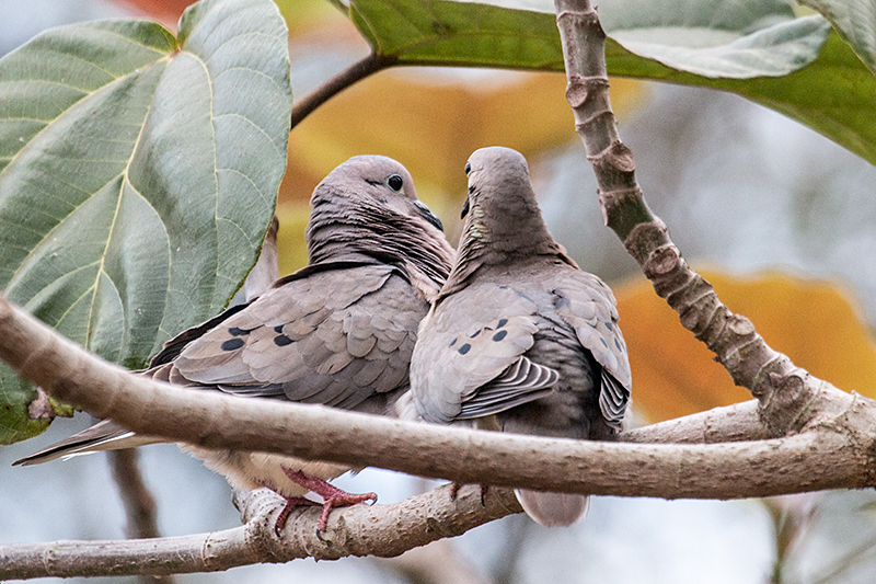 Mating Eared Doves, Foz do Igua�u, Brazil