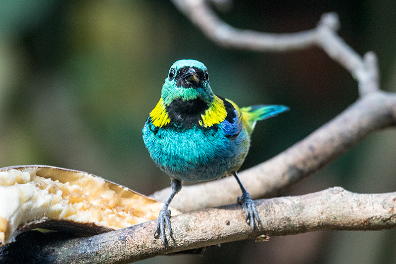 Green-headed Tanager, Jardin de los Picaflores, Puerto Iguazú, Argentina