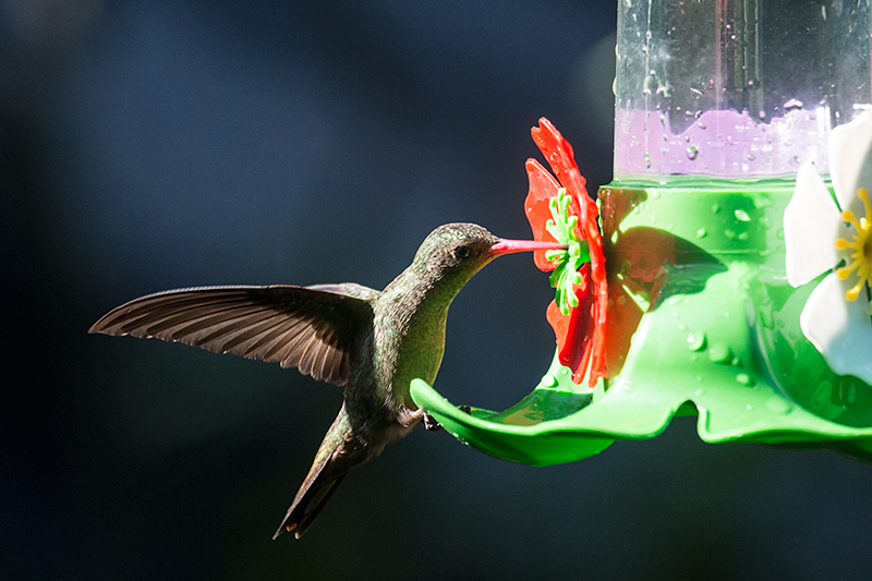 Gilded Hummingbird (Gilded Sapphire), Jardin de los Picaflores, Puerto Iguazú, Argentina