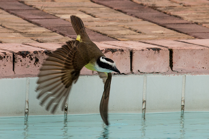 Great Kiskadee, Parque Nacional do Igua�u, Brazil