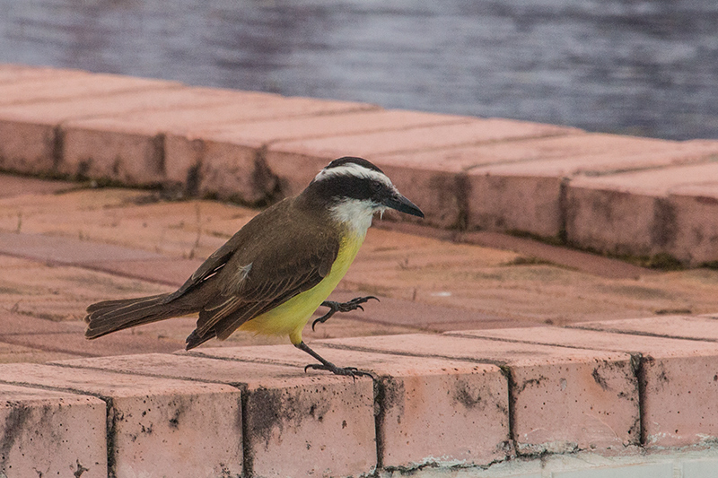 Great Kiskadee, Parque Nacional do Igua�u, Brazil