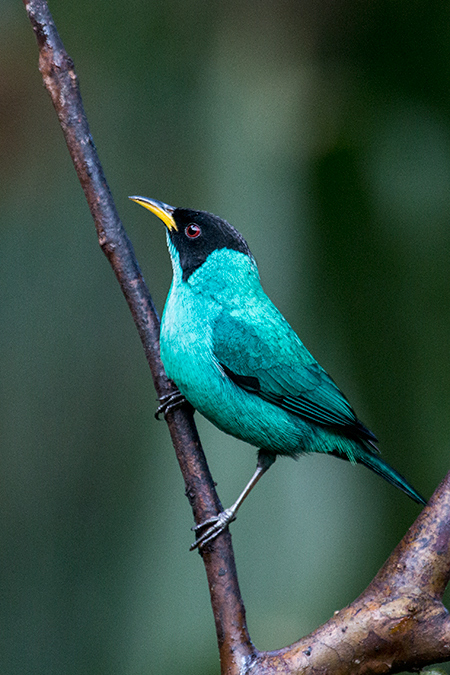 Male Green Honeycreeper,Jonas�s Feeders, Folha Seca Road, Ubatuba, Brazil