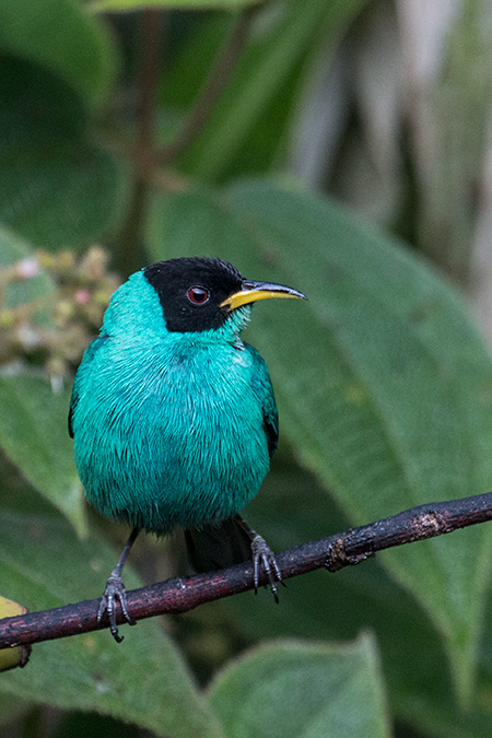Male Green Honeycreeper, Jonas�s Feeders, Folha Seca Road, Ubatuba, Brazil