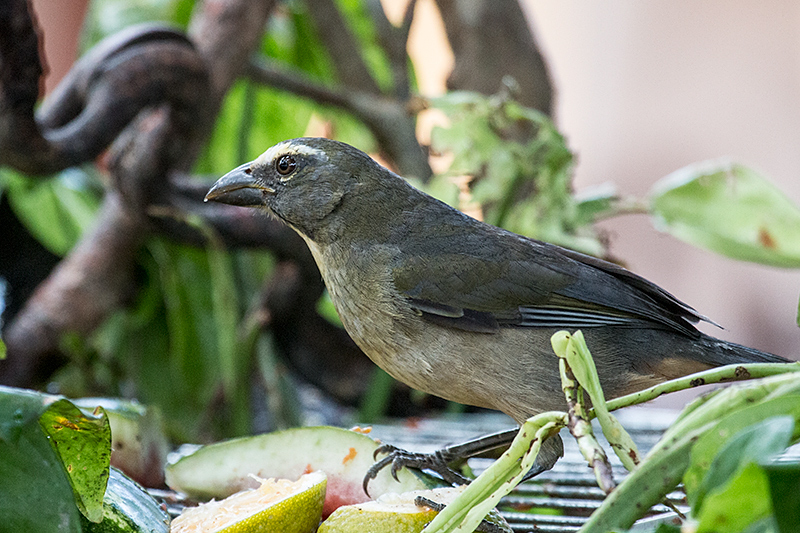 Grayish Saltator, Pantanal Mato Grosso Lodge, Brazil