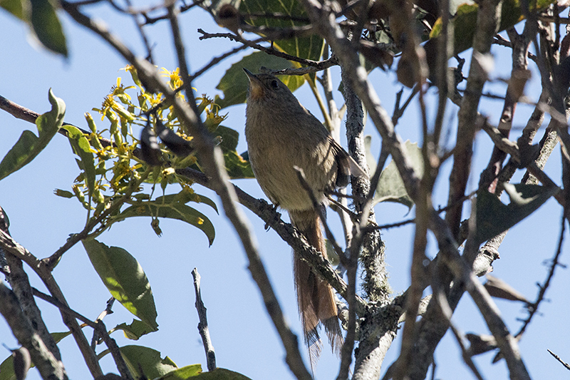 Itatiaia Spinetail (Itatiaia Thistletail), Agulhas Negras Road, Parque Nacional do Itatiaia, Brazil