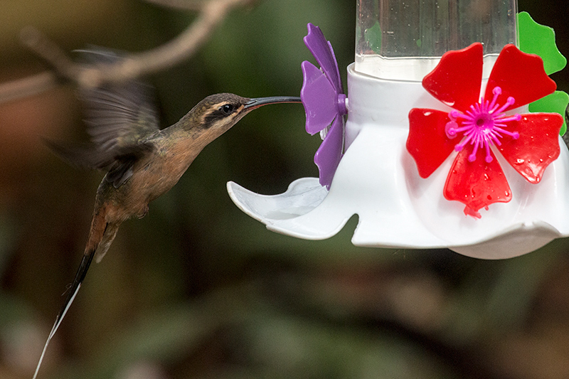 Planalto Hermit, Jardin de los Picaflores, Puerto Iguaz�, Argentina