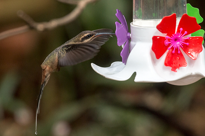 Planalto Hermit, Jardin de los Picaflores, Puerto Iguaz�, Argentina