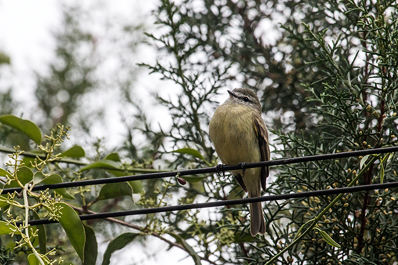 Planalto Tyrannulet, en route S�o Gotardo to Ubatuba, Brazil