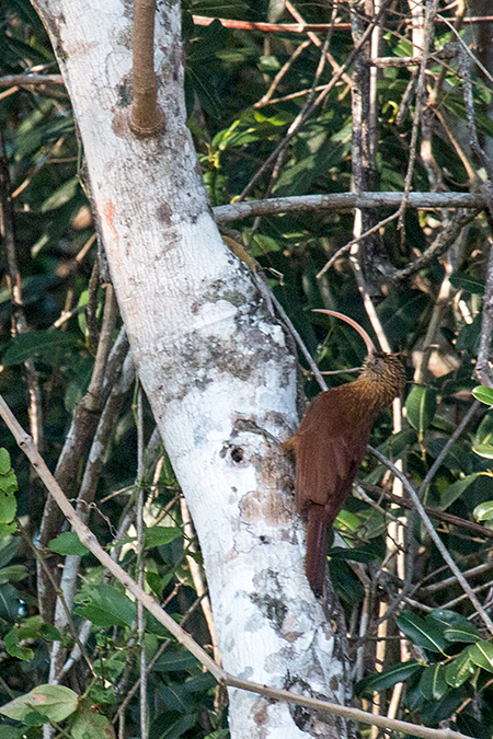 Red-billed Scythebill, Cuiab� River, Porto Jofre, Brazil 