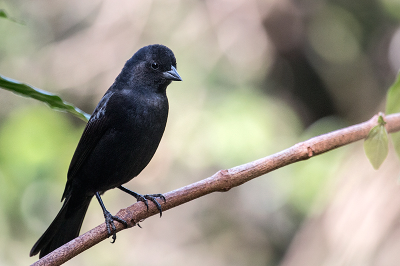 Male Ruby-crowned Tanager, Jardin de los Picaflores, Puerto Iguaz�, Argentina